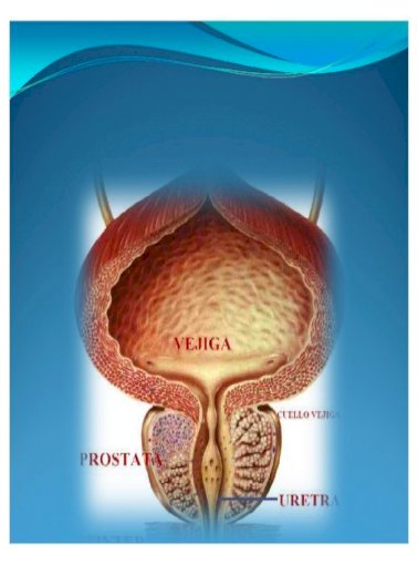 próstata anatomia pdf